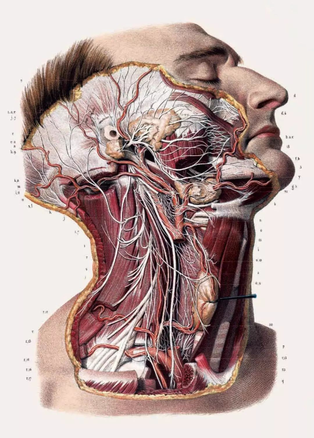 我就不信,只有我一个人想试试人体解剖丨好物推荐