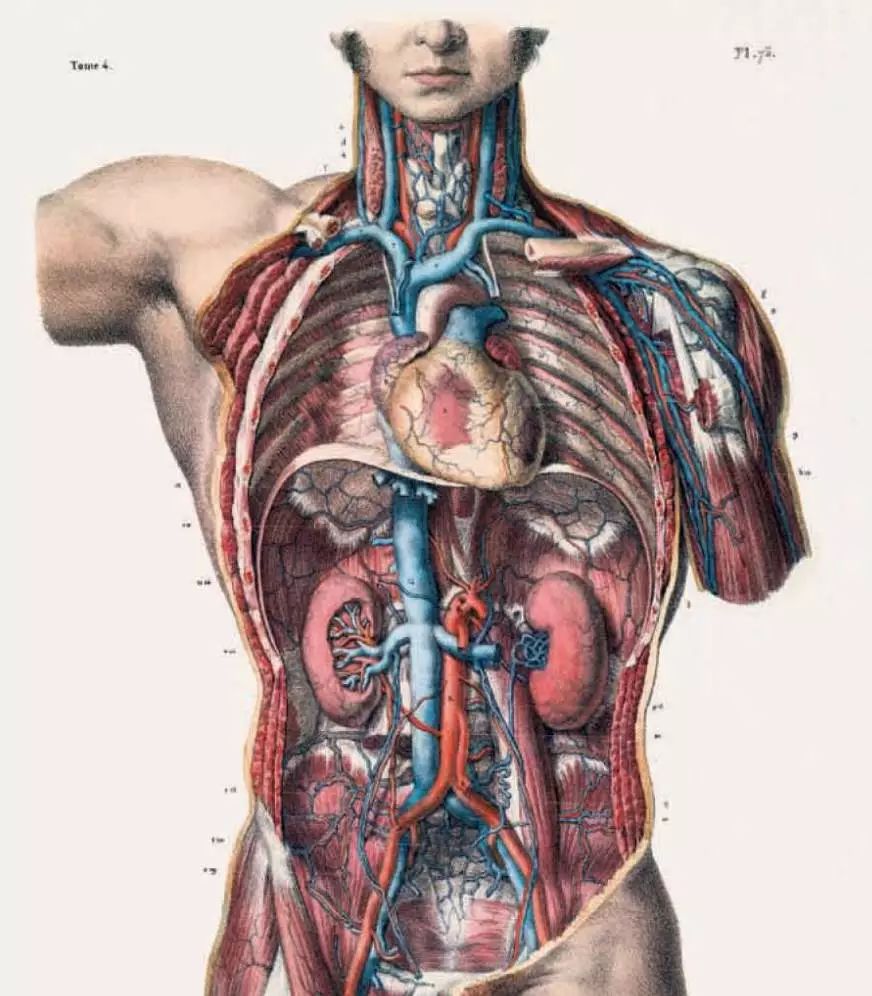 我就不信,只有我一个人想试试人体解剖丨好物推荐