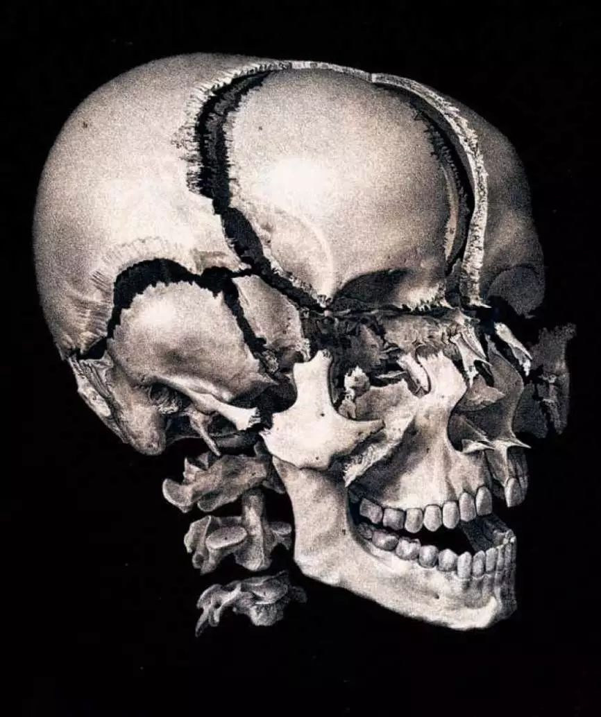 我就不信,只有我一个人想试试人体解剖丨好物推荐