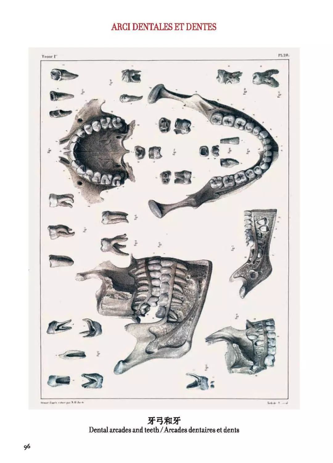 我就不信,只有我一个人想试试人体解剖丨好物推荐