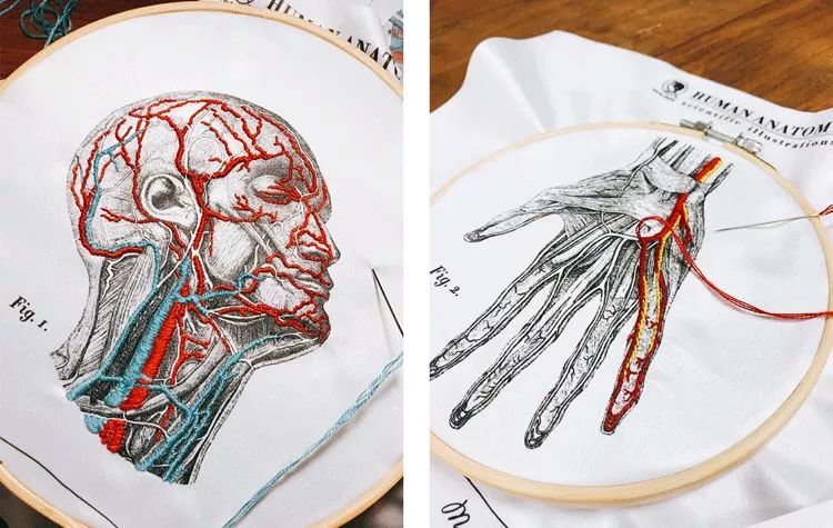 我就不信,只有我一个人想试试人体解剖丨好物推荐