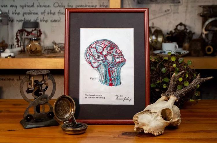 我就不信,只有我一个人想试试人体解剖丨好物推荐