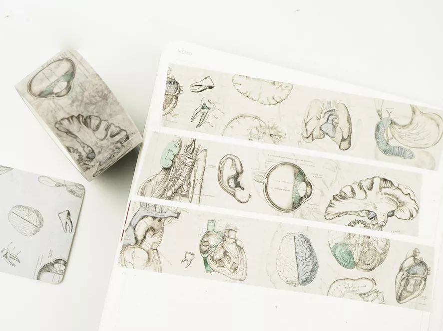 我就不信,只有我一个人想试试人体解剖丨好物推荐