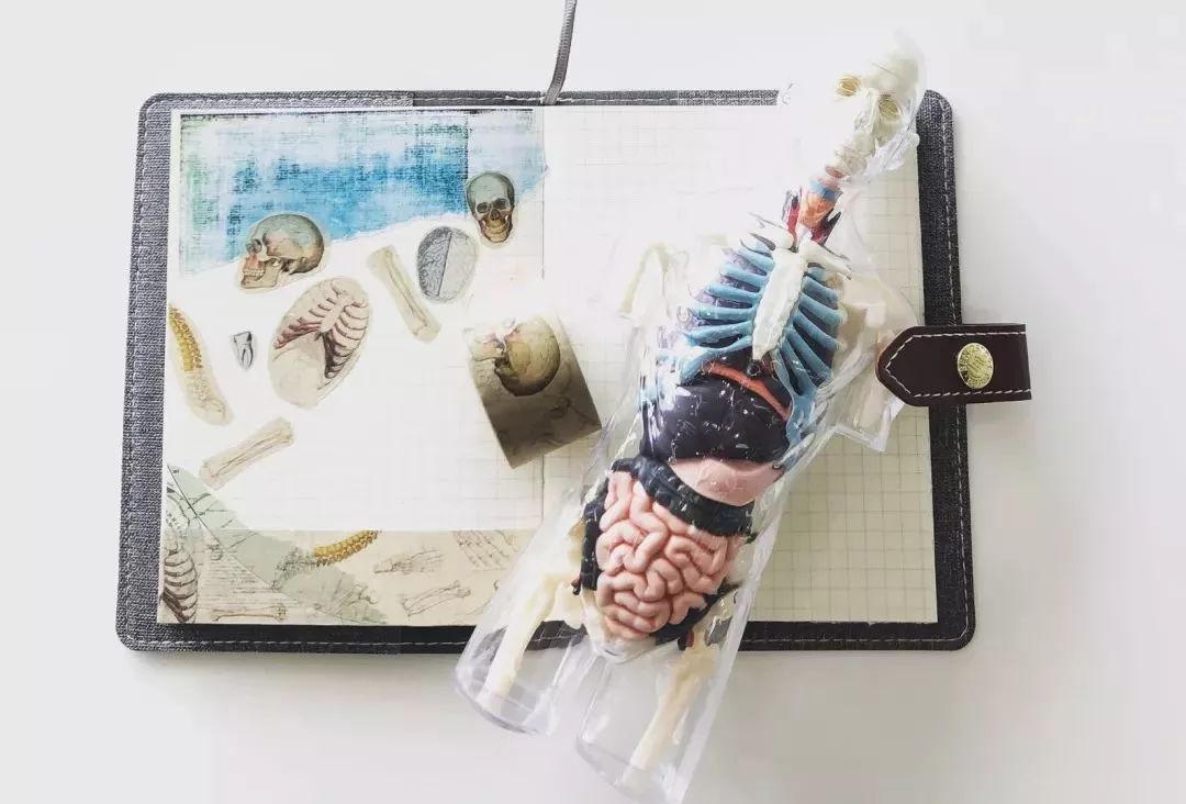 我就不信，只有我一个人想试试人体解剖丨好物推荐