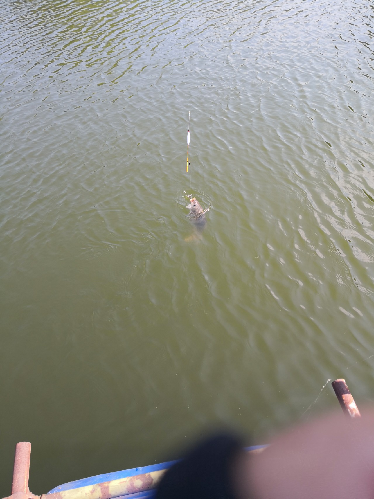 天盛湖垂钓鲢鳙,天盛垂钓园钓鱼