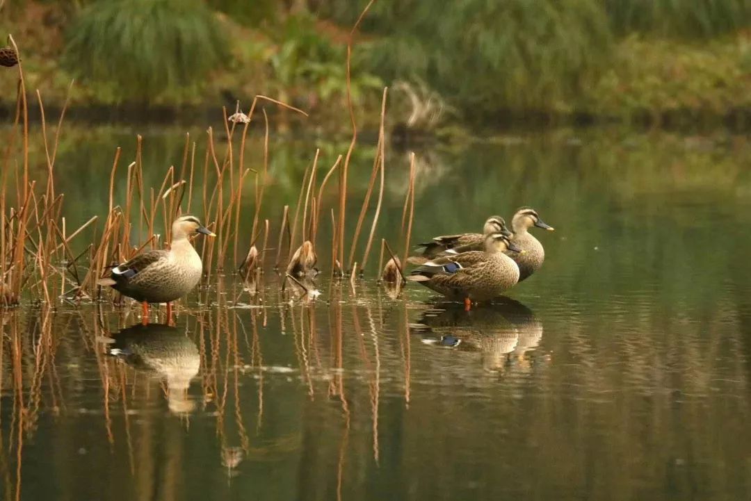 跟随杭州“自然大咖”的步伐,开启西湖秘境之旅!5天4夜,探索鲜为人知的寂静之地