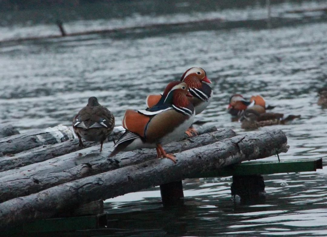 跟随杭州“自然大咖”的步伐，开启西湖秘境之旅！5天4夜，探索鲜为人知的寂静之地
