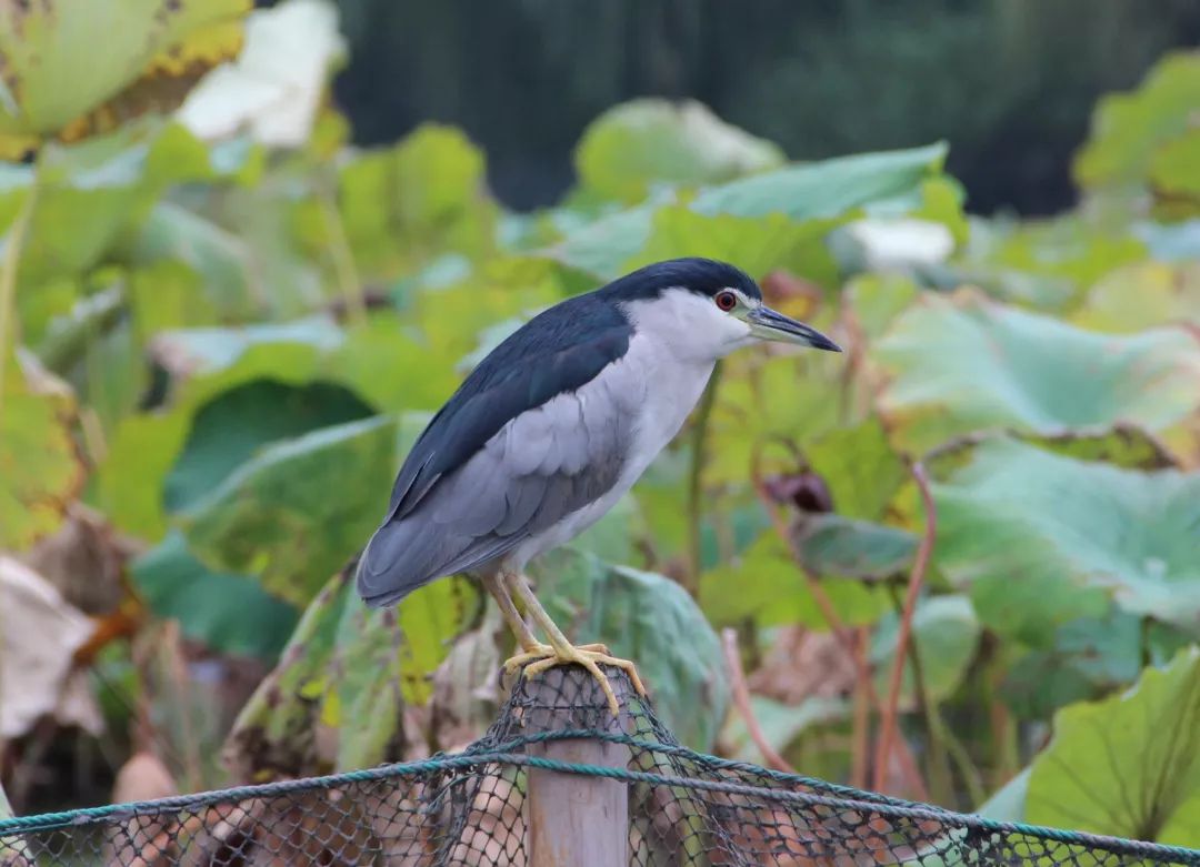 跟随杭州“自然大咖”的步伐,开启西湖秘境之旅!5天4夜,探索鲜为人知的寂静之地