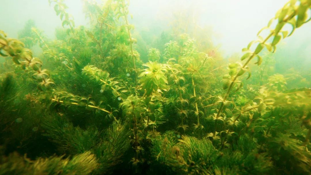 跟随杭州“自然大咖”的步伐,开启西湖秘境之旅!5天4夜,探索鲜为人知的寂静之地