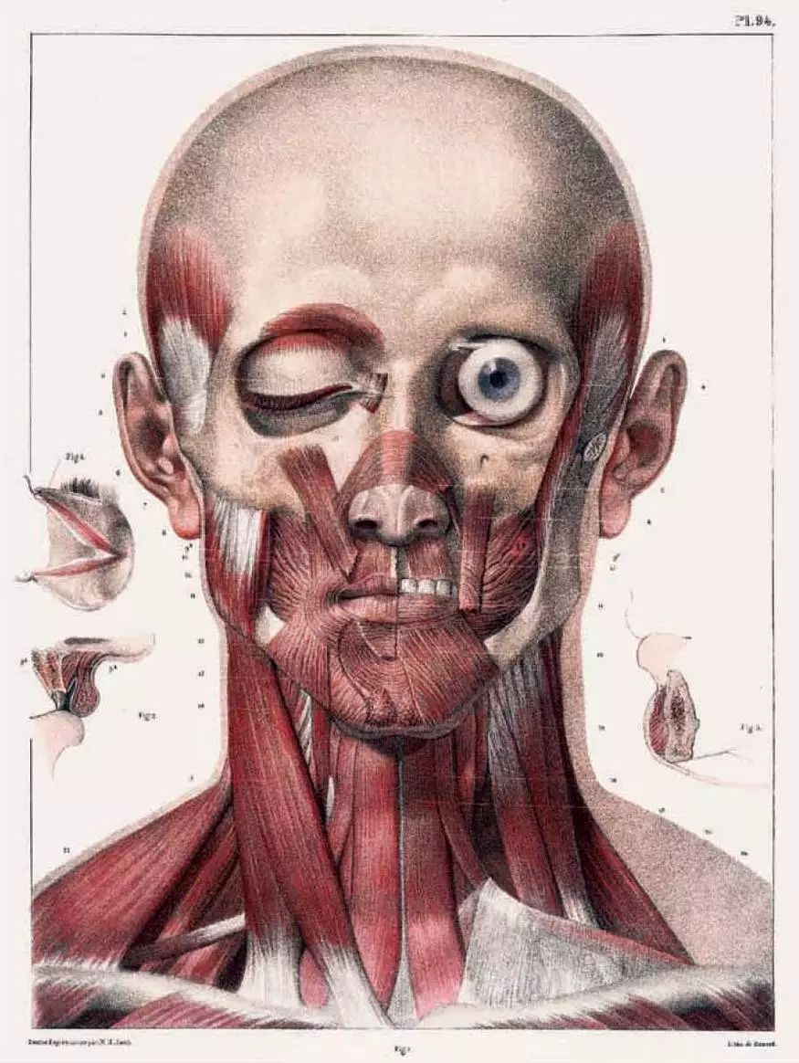我就不信,只有我一个人想试试人体解剖丨好物推荐