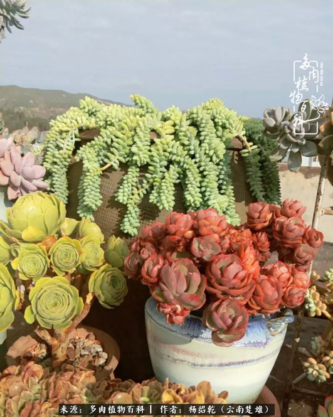 梦中的多肉植物,梦中的多肉花园图片