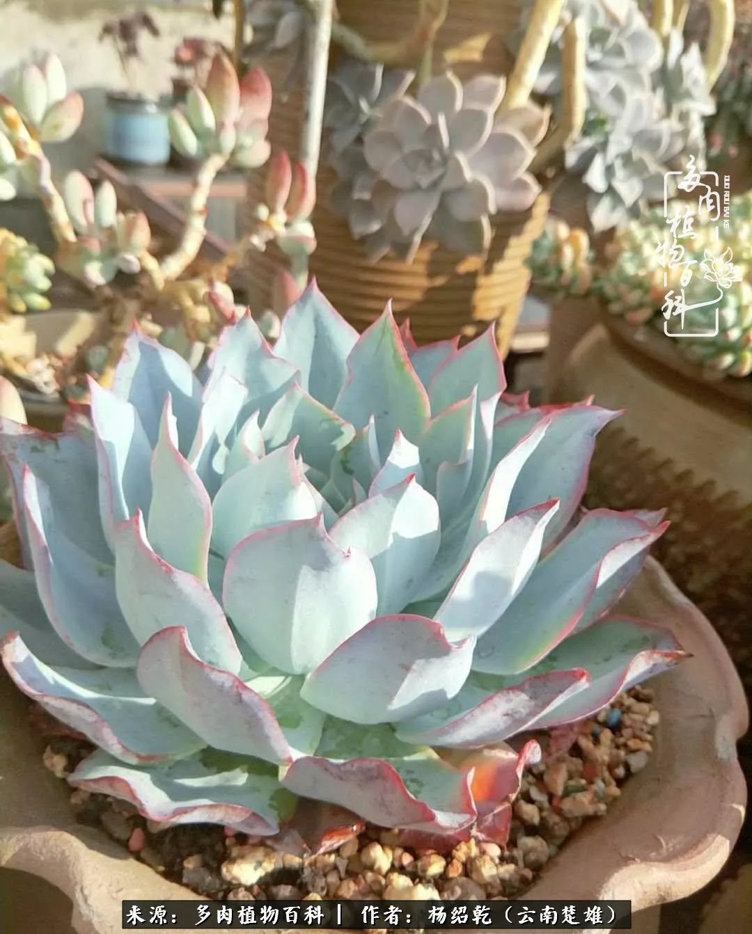 梦中的多肉植物,梦中的多肉花园图片