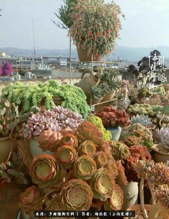 梦中的多肉植物,梦中的多肉花园图片