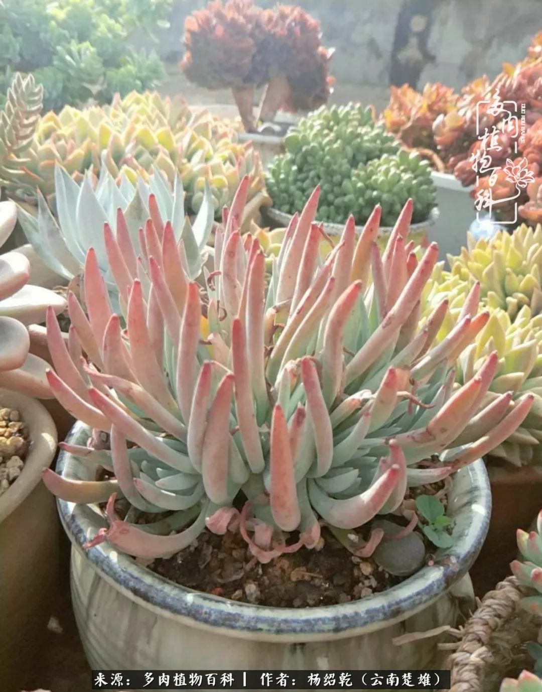 梦中的多肉植物,梦中的多肉花园图片