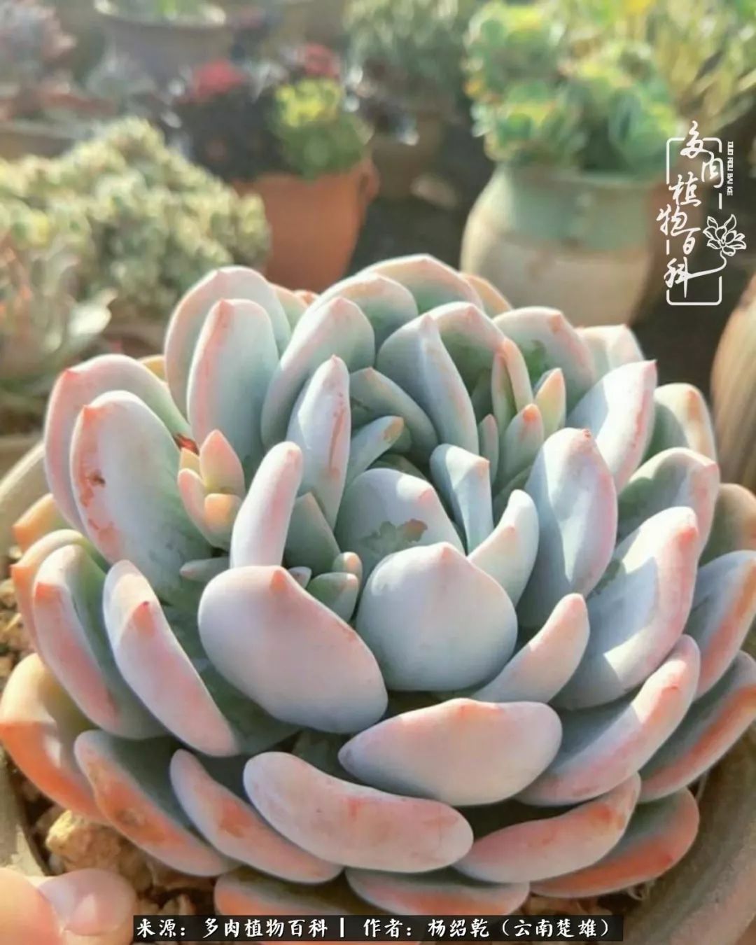 梦中的多肉植物,梦中的多肉花园图片