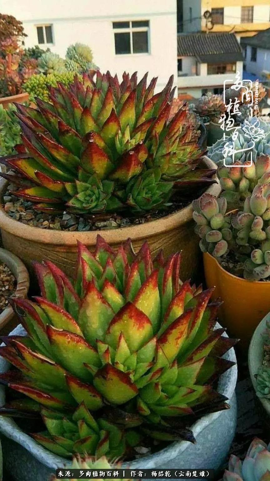 梦中的多肉植物,梦中的多肉花园图片