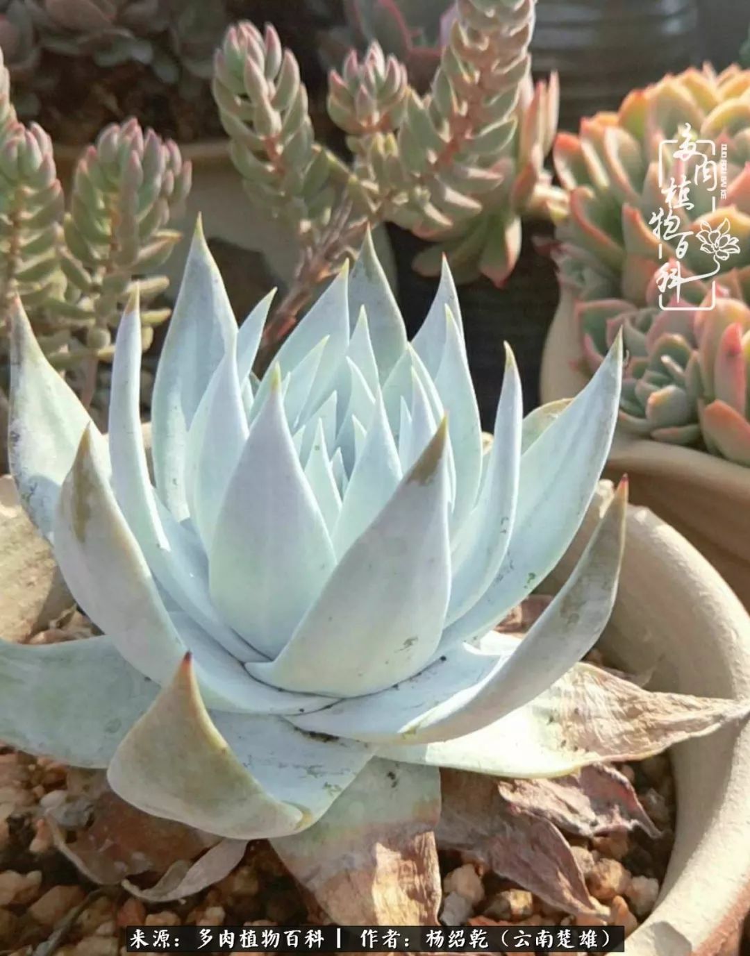 梦中的多肉植物,梦中的多肉花园图片