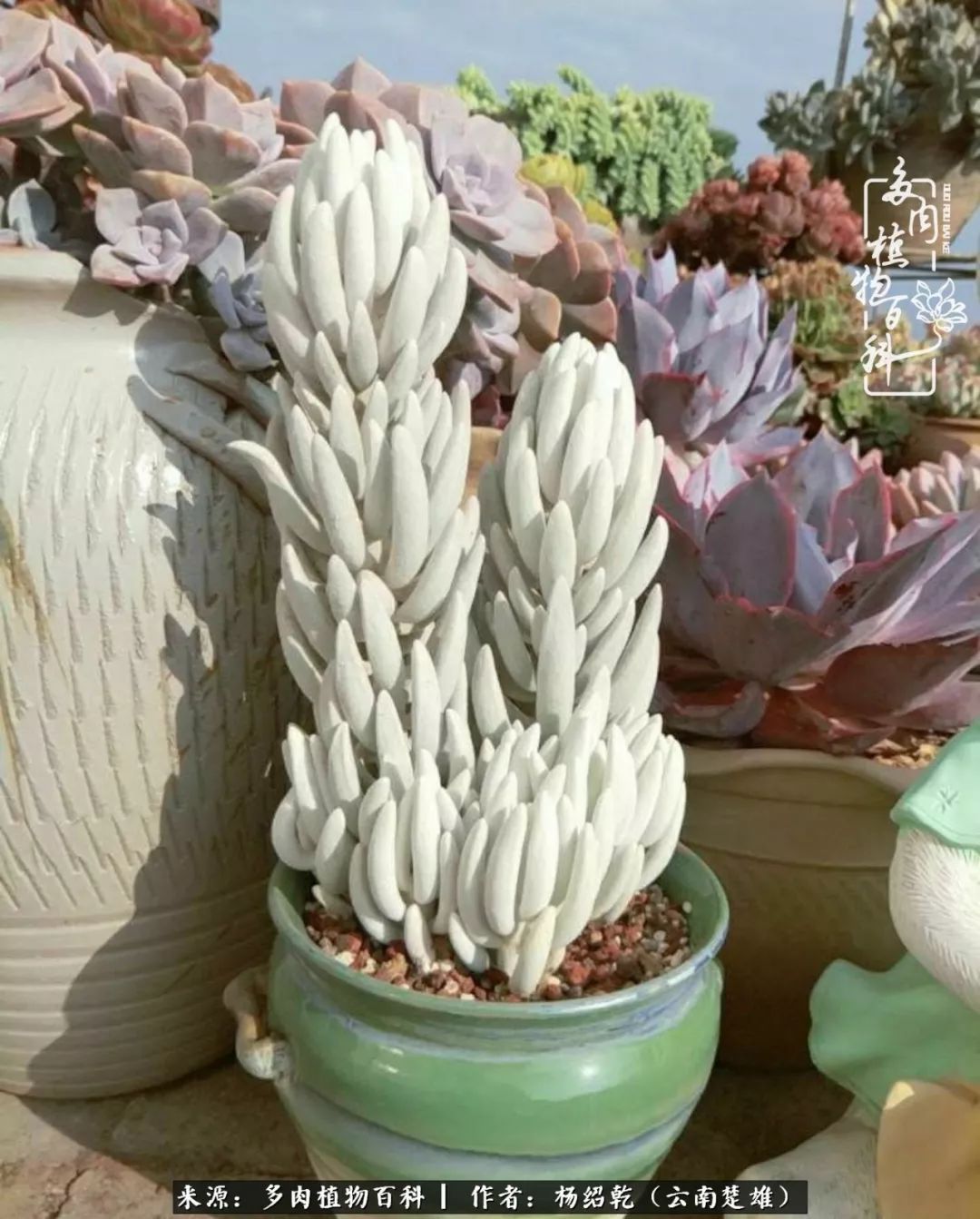 梦中的多肉植物,梦中的多肉花园图片