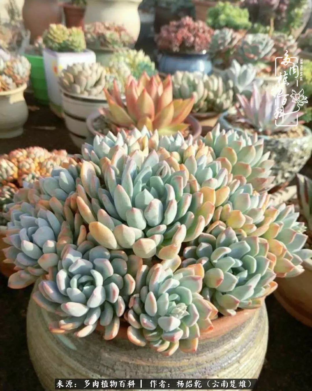 梦中的多肉植物,梦中的多肉花园图片