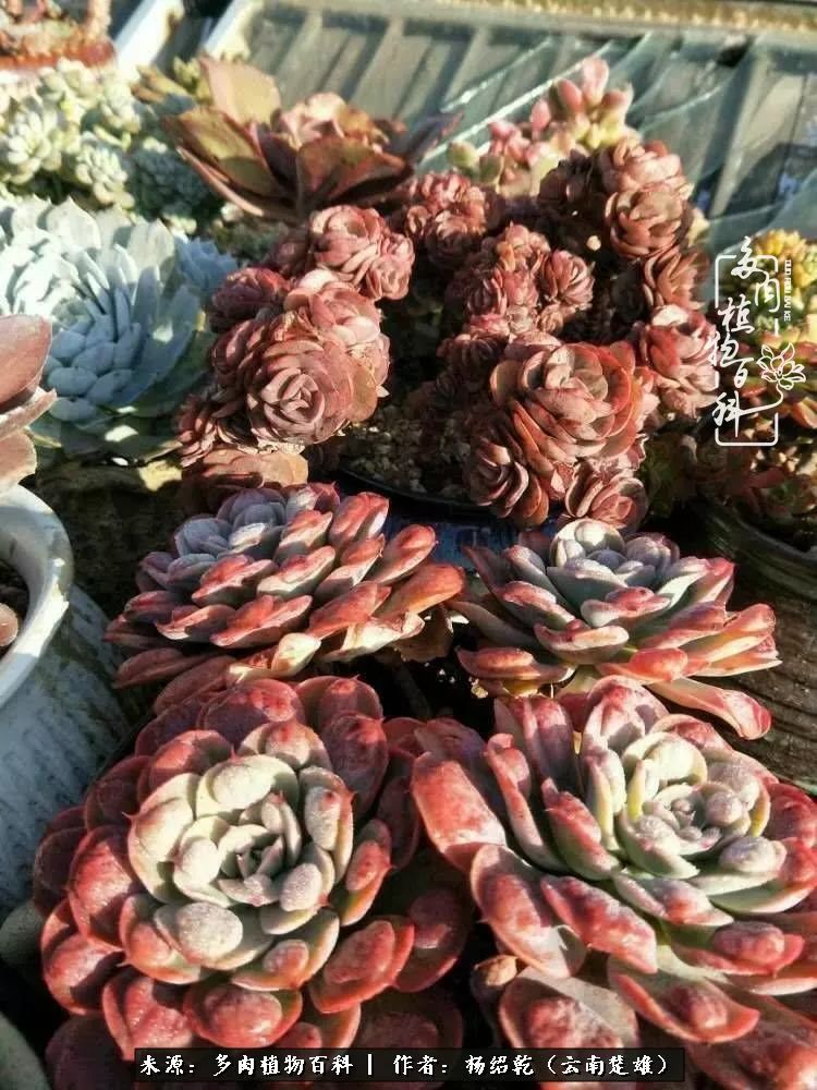 梦中的多肉植物,梦中的多肉花园图片