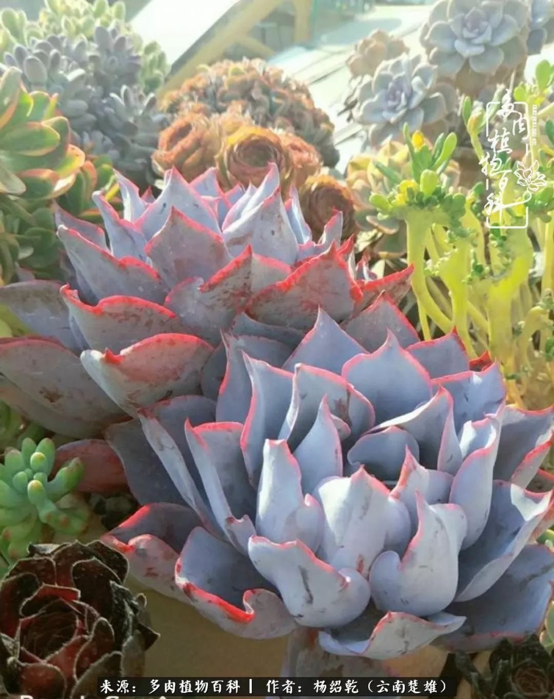 梦中的多肉植物,梦中的多肉花园图片