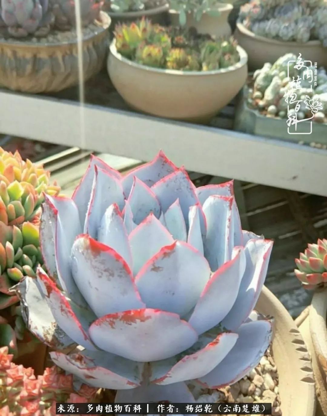 梦中的多肉植物,梦中的多肉花园图片