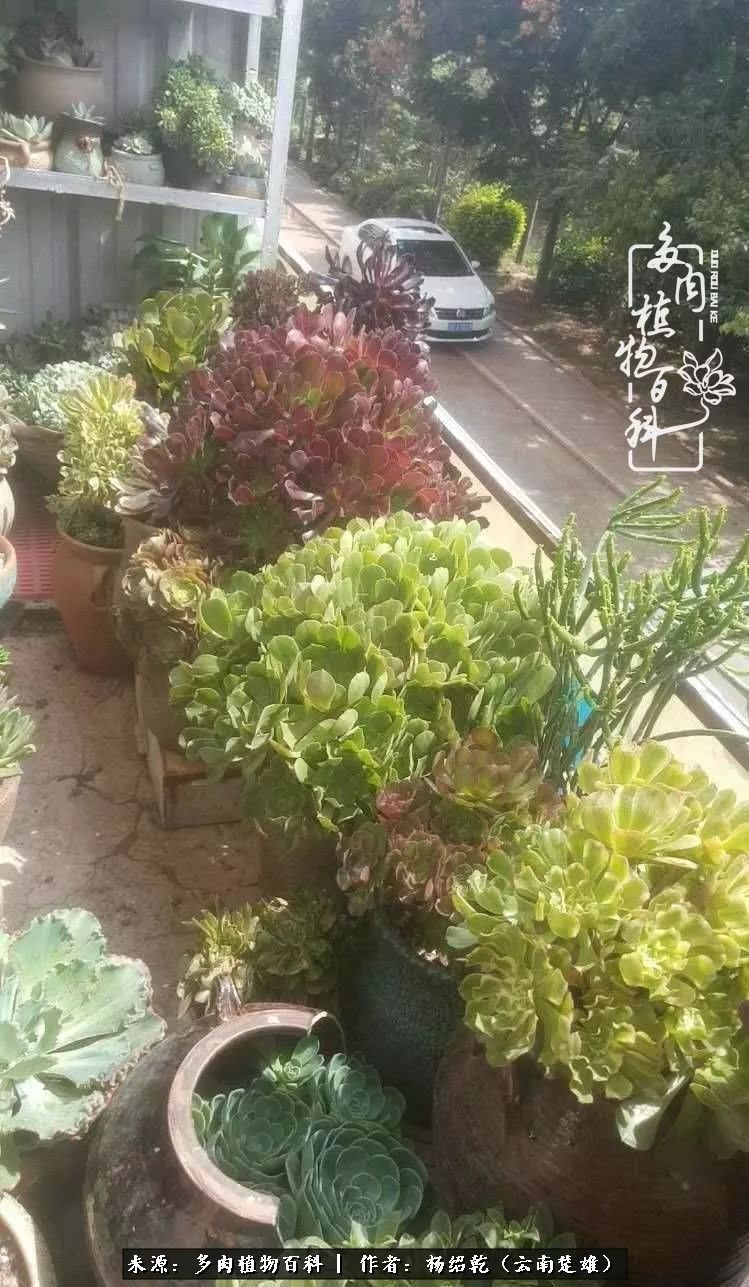 梦中的多肉植物,梦中的多肉花园图片