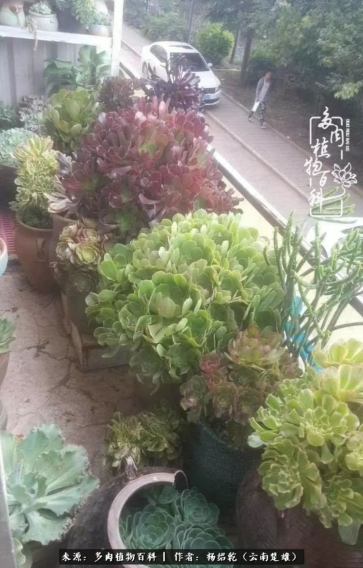 梦中的多肉植物,梦中的多肉花园图片