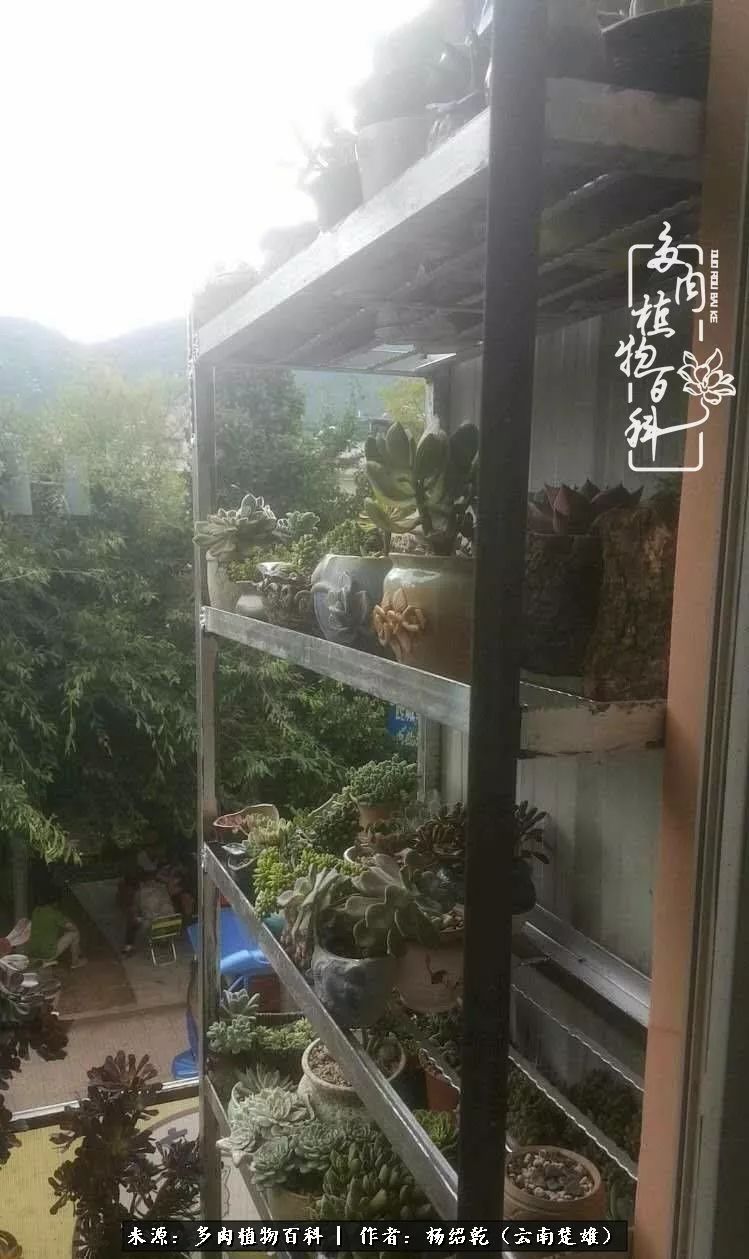 梦中的多肉植物,梦中的多肉花园图片