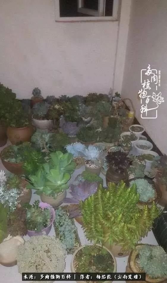 梦中的多肉植物,梦中的多肉花园图片