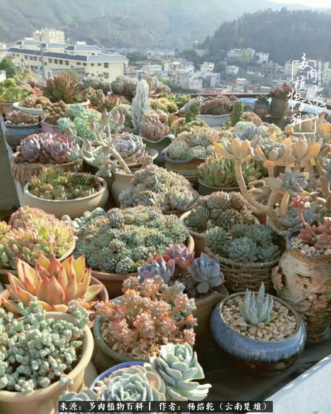 梦中的多肉植物,梦中的多肉花园图片