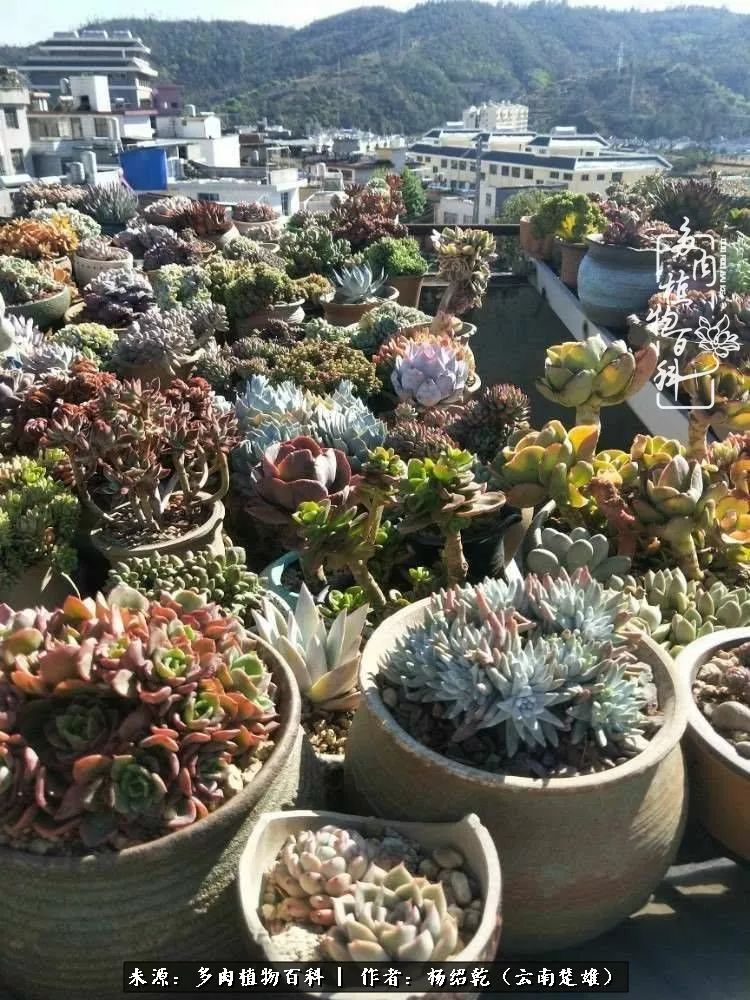 梦中的多肉植物,梦中的多肉花园图片
