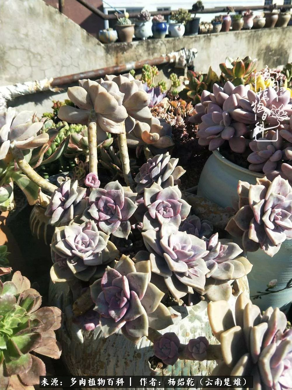 梦中的多肉植物,梦中的多肉花园图片