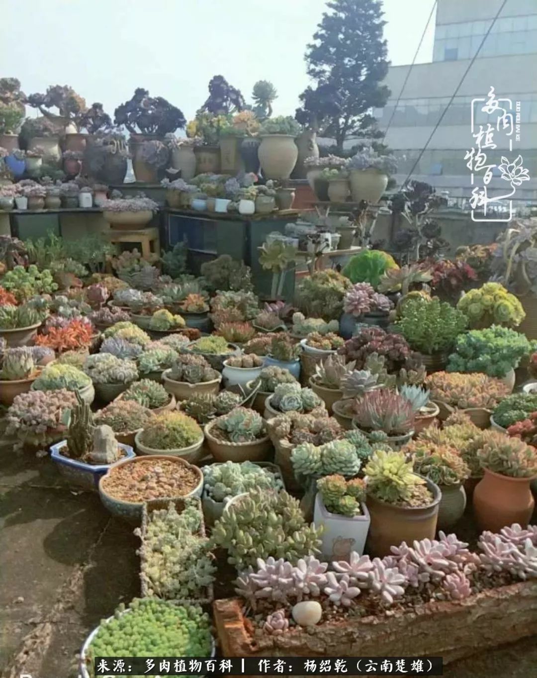 梦中的多肉植物,梦中的多肉花园图片