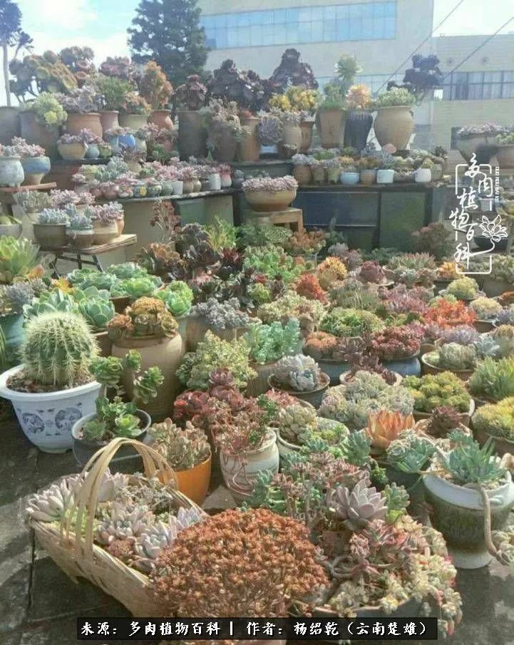 梦中的多肉植物,梦中的多肉花园图片