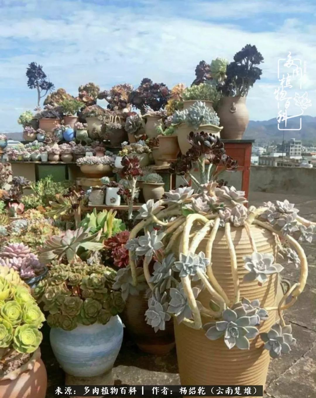 梦中的多肉植物,梦中的多肉花园图片