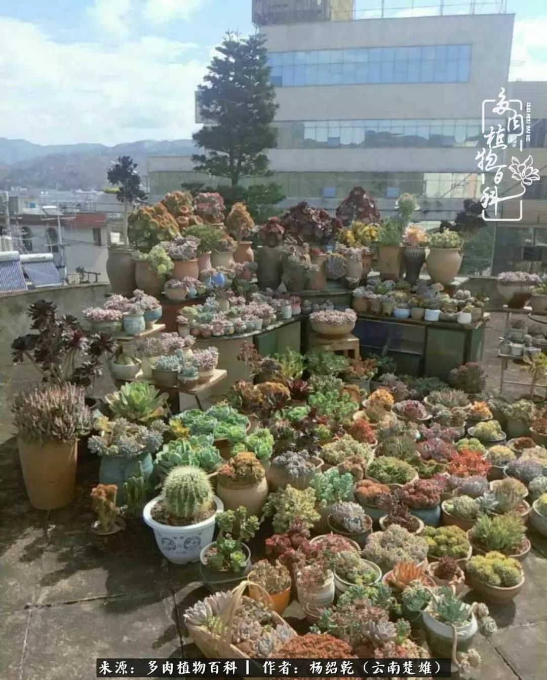 梦中的多肉植物,梦中的多肉花园图片