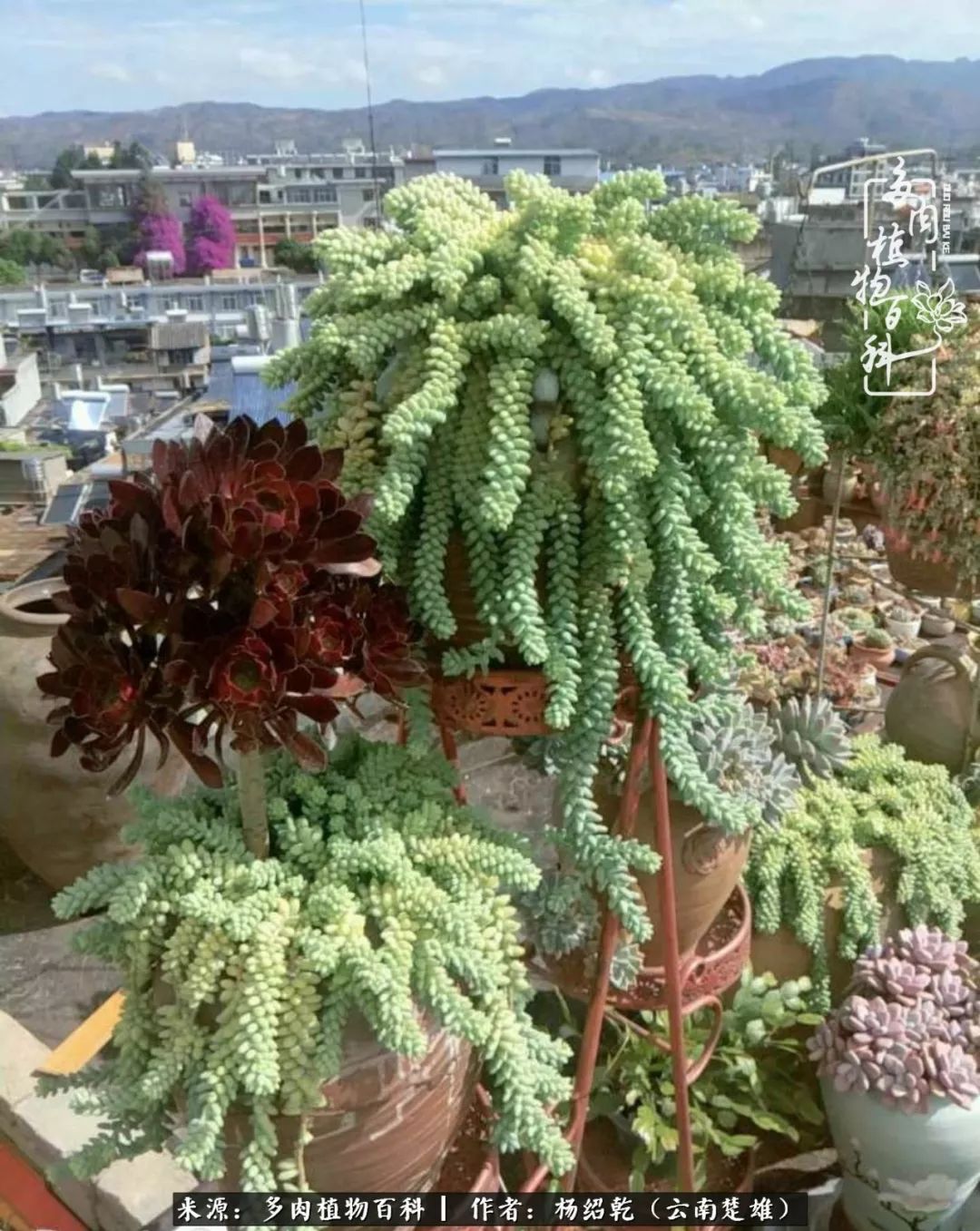 梦中的多肉植物,梦中的多肉花园图片