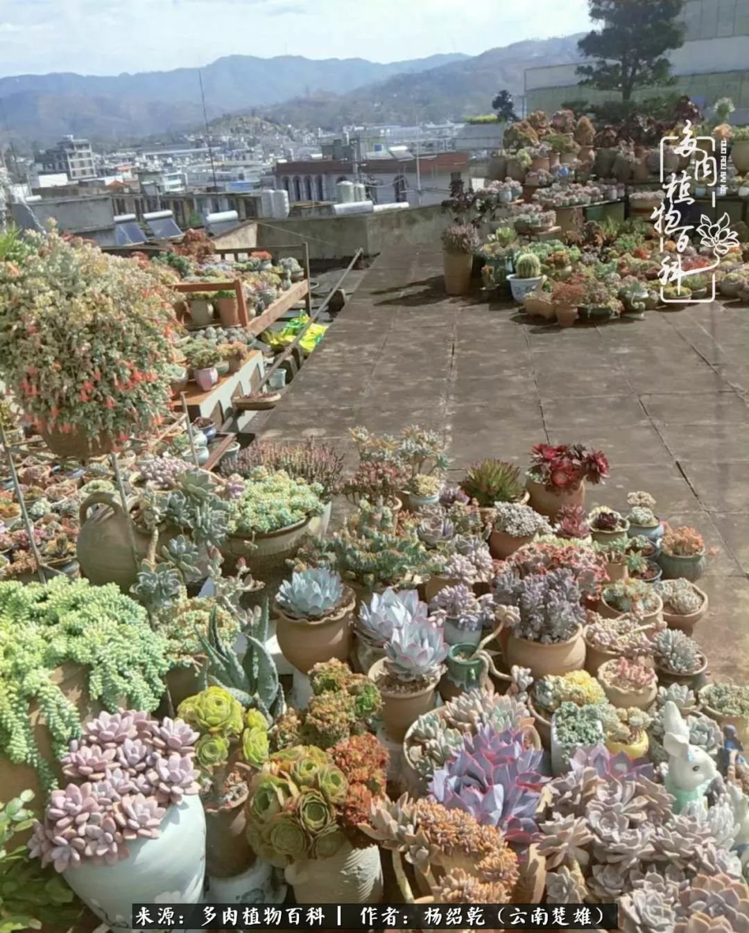 梦中的多肉植物,梦中的多肉花园图片