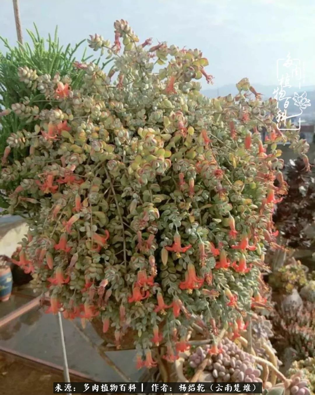 梦中的多肉植物,梦中的多肉花园图片