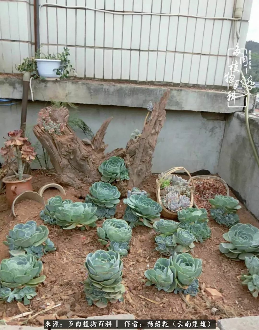 梦中的多肉植物,梦中的多肉花园图片