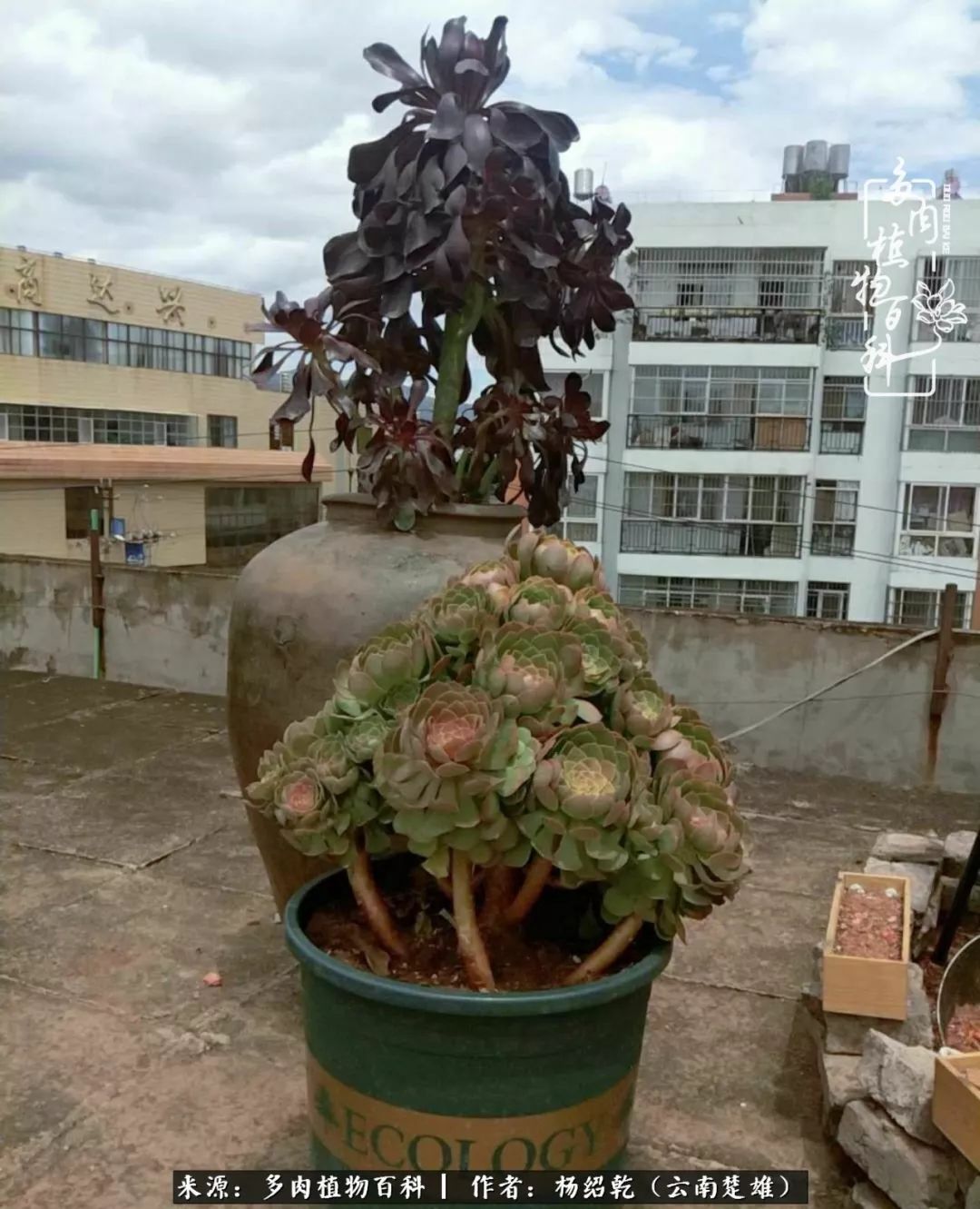 梦中的多肉植物,梦中的多肉花园图片