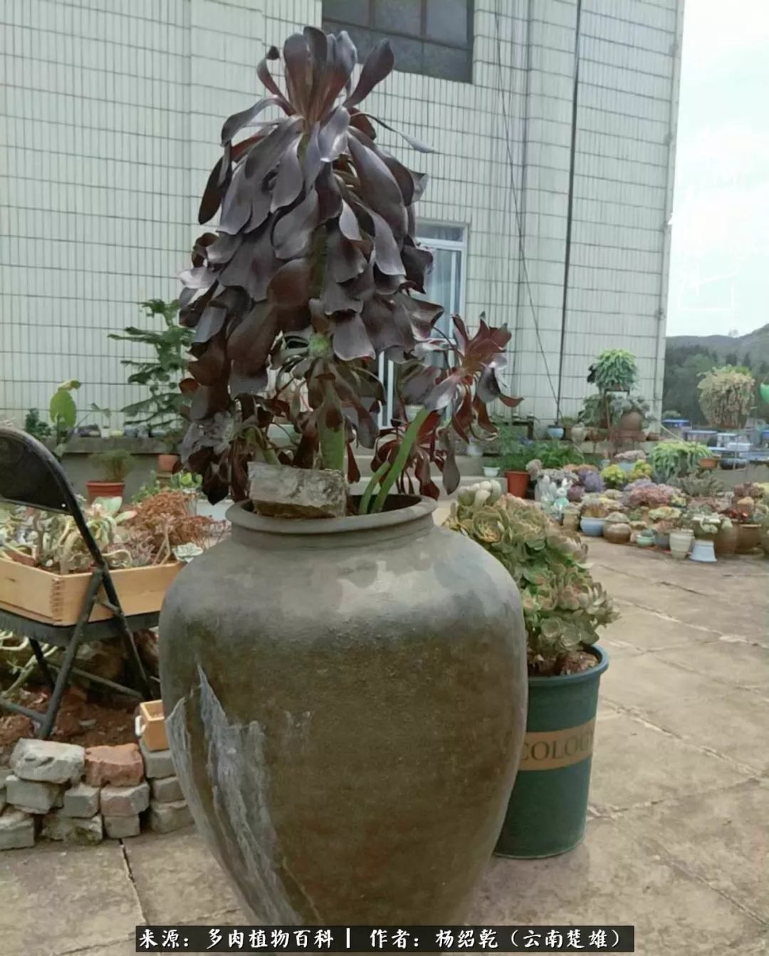 梦中的多肉植物,梦中的多肉花园图片