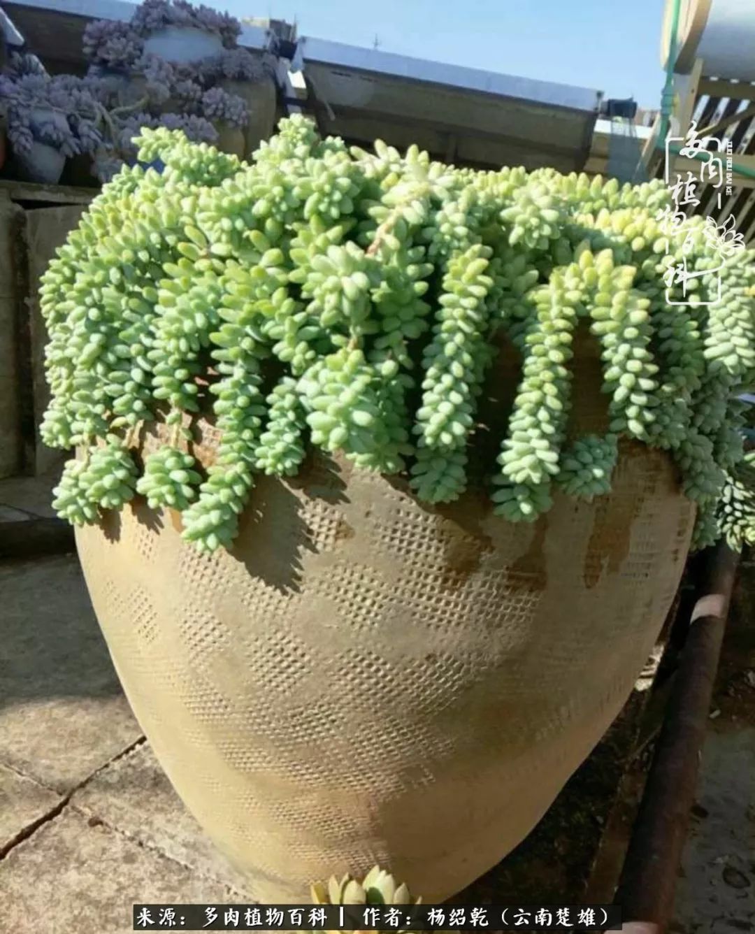 梦中的多肉植物,梦中的多肉花园图片