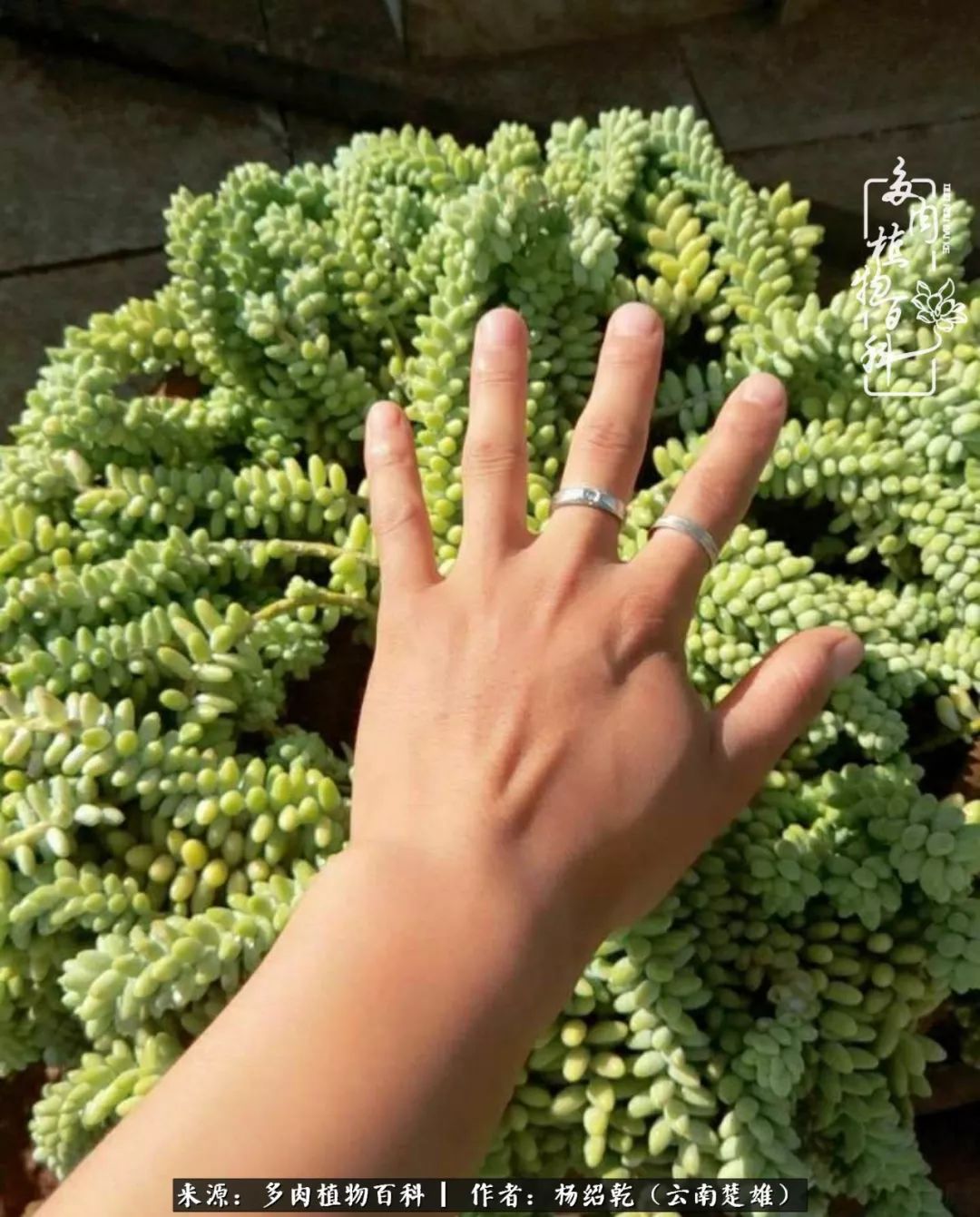 梦中的多肉植物,梦中的多肉花园图片