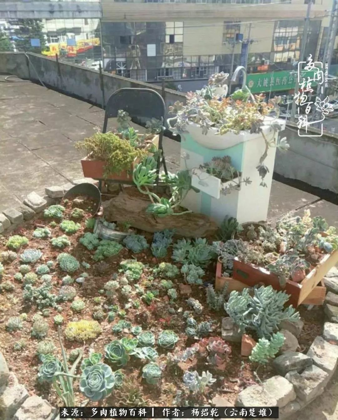 梦中的多肉植物,梦中的多肉花园图片