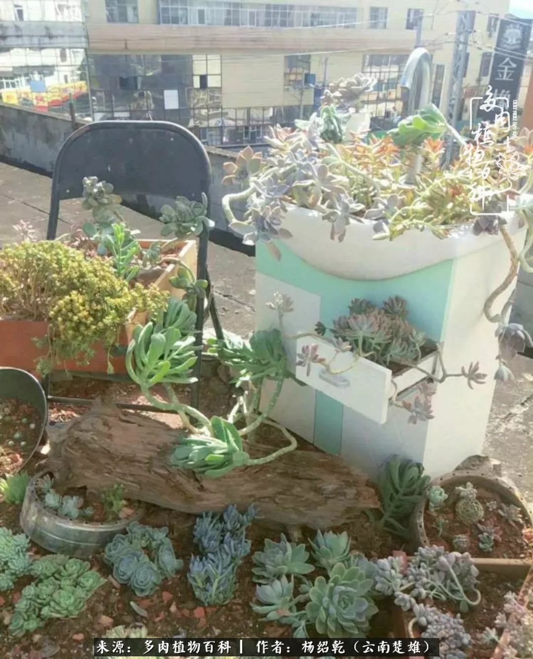 梦中的多肉植物,梦中的多肉花园图片