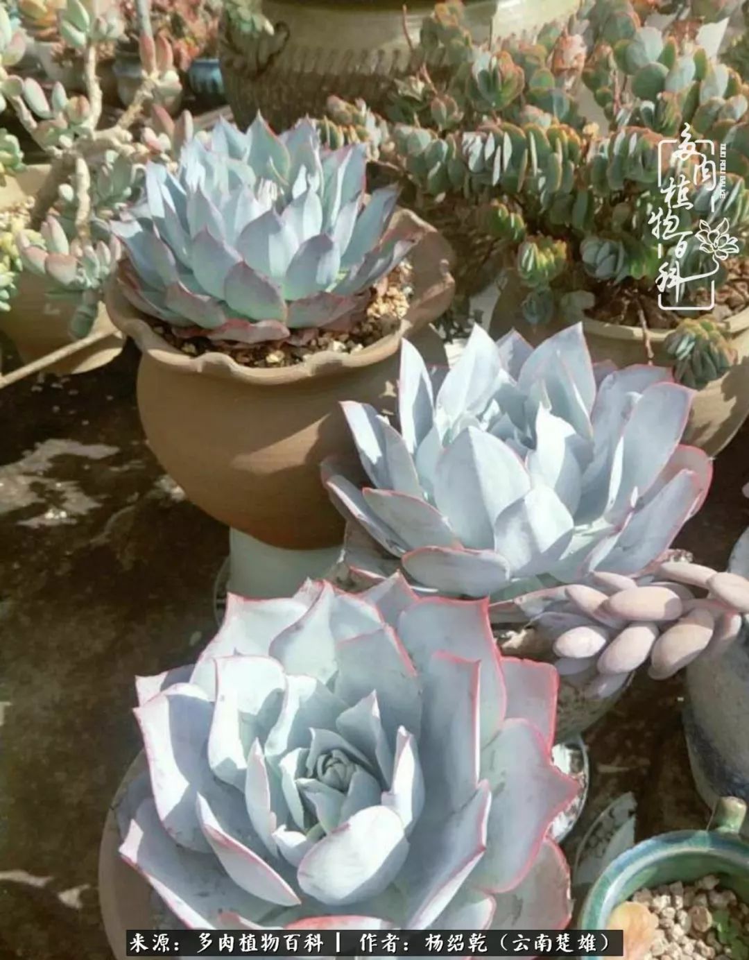 梦中的多肉植物,梦中的多肉花园图片