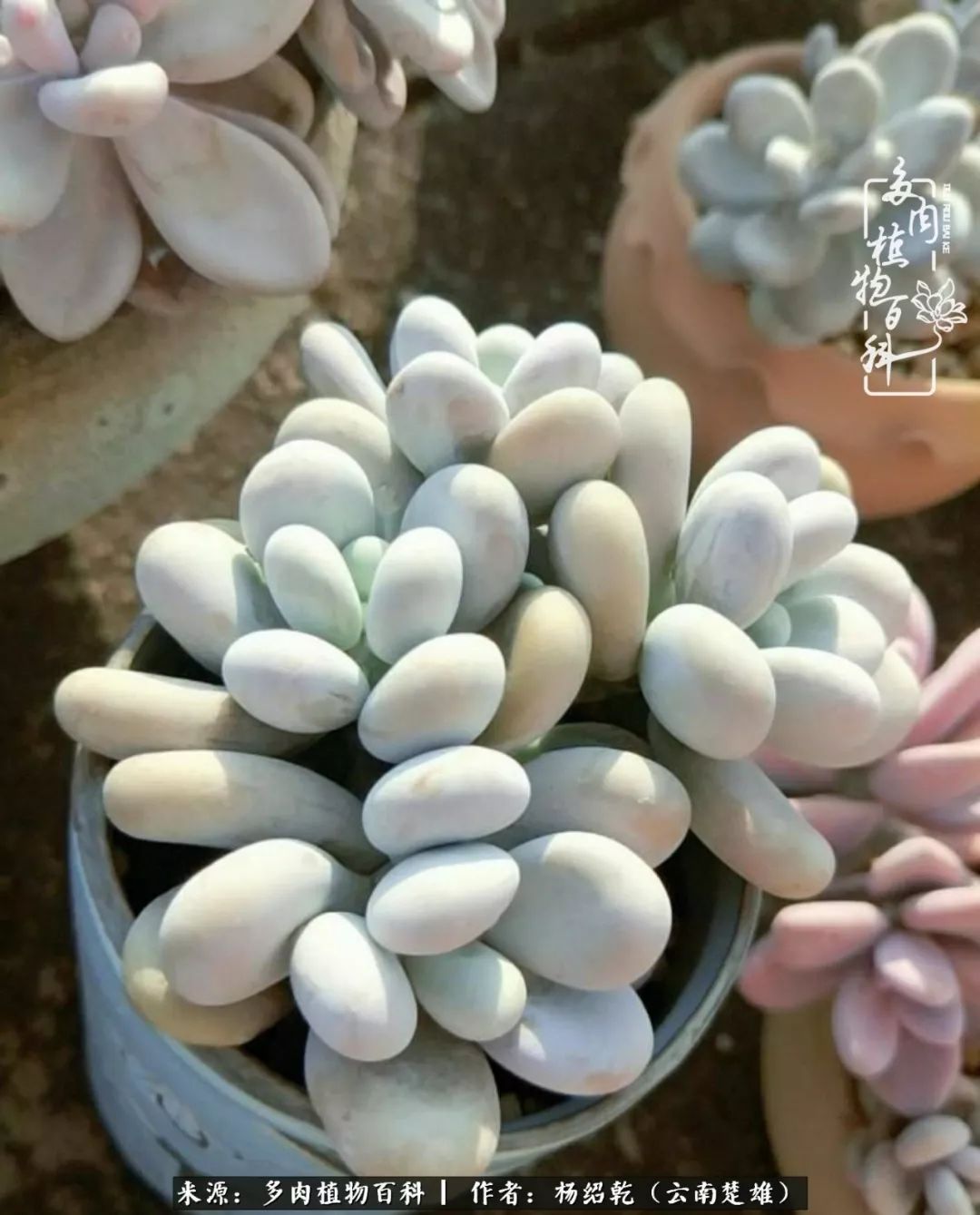 梦中的多肉植物,梦中的多肉花园图片