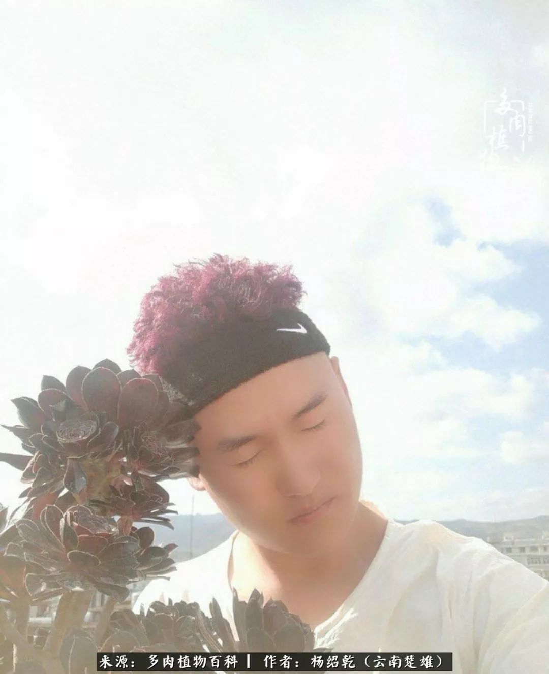 梦中的多肉植物,梦中的多肉花园图片